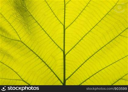 Close-up pattern, light green leaves, golden teak leaves