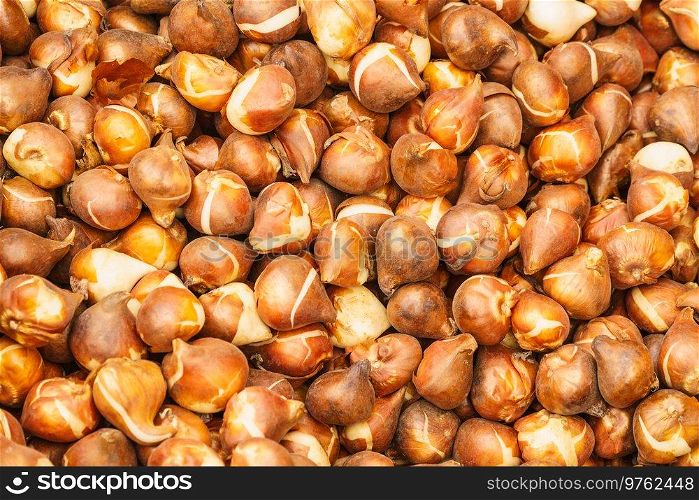 Close up pattern made of brown seeds, flower seedling sprouts bulbs. Agriculture, gardening concept.. Seeds, flower seedling sprouts