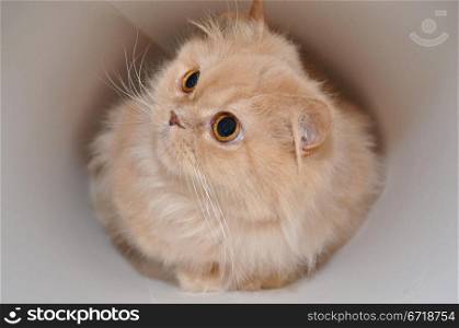 Close-up persian cat