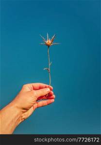 Close up person hand holding a dry thistle thorn plant over a clear blue sky background. Spiny starthistle in man arm. Fall season mood