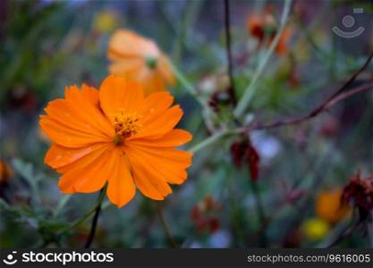 Close up photo, Beautiful Cosmos flower in natural garden with soft focus and blurred background, Selectived focus