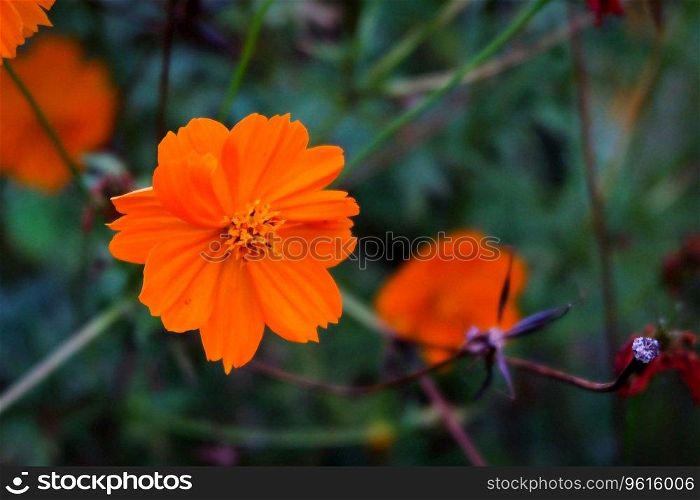 Close up photo, Beautiful Cosmos flower in natural garden with soft focus and blurred background, Selectived focus