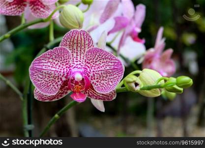 Close up photo, Beautiful Orchid flower in natural garden with soft focus and blurred background, Selectived focus