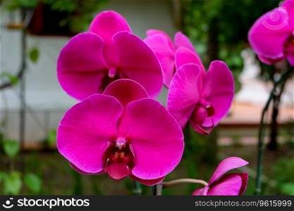 Close up photo, Beautiful Orchid flower in natural garden with soft focus and blurred background, Selectived focus