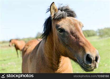 Close-up photo of a beautiful brown horse standing on a green meadow.