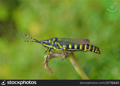 Close up photo of a beautiful painted Grasshopper