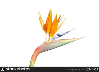 close up photo of a bird of paradise flower (isolated)