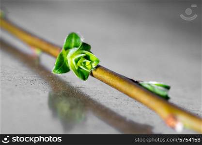 Close up photo of a branch with the bud of a flower.