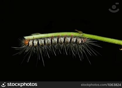 Close up photo of a caterpillar on a branch