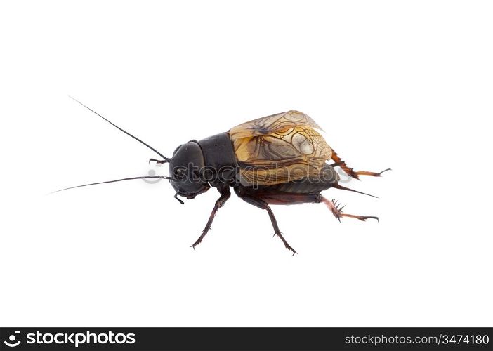 Close-up photo of a cricket isolated on white background