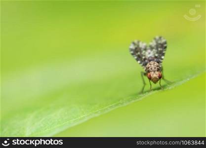 Close-up photo of a fly on a leaf