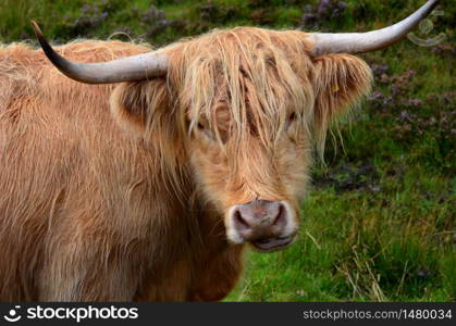 Close up photo of a highland cow with large horns