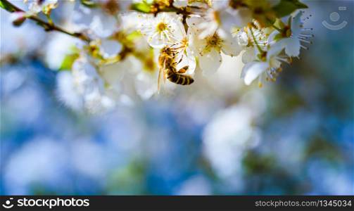 Close-up photo of a Honey Bee gathering nectar and spreading pollen on white flowers of white cherry tree. Important for environment ecology sustainability. Copy space. Close-up photo of a Honey Bee gathering nectar and spreading pollen on white flowers of white cherry tree.