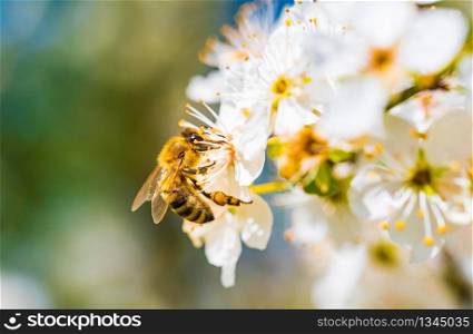 Close-up photo of a Honey Bee gathering nectar and spreading pollen on white flowers of white cherry tree. Important for environment ecology sustainability. Copy space. Close-up photo of a Honey Bee gathering nectar and spreading pollen on white flowers of white cherry tree.