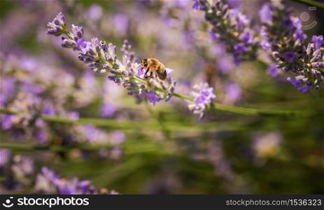Close-up photo of a Honey Bee gathering nectar and spreading pollen on violet flovers of lavender. Environment ecology sustainability. Copy space, selective focus.. Close-up photo of a Honey Bee gathering nectar and spreading pollen on violet flovers of lavender.