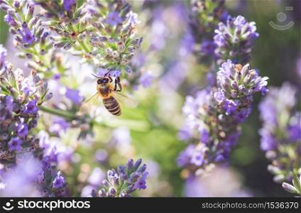Close-up photo of a Honey Bee gathering nectar and spreading pollen on violet flovers of lavender. Environment ecology sustainability. Copy space, selective focus.. Close-up photo of a Honey Bee gathering nectar and spreading pollen on violet flovers of lavender.