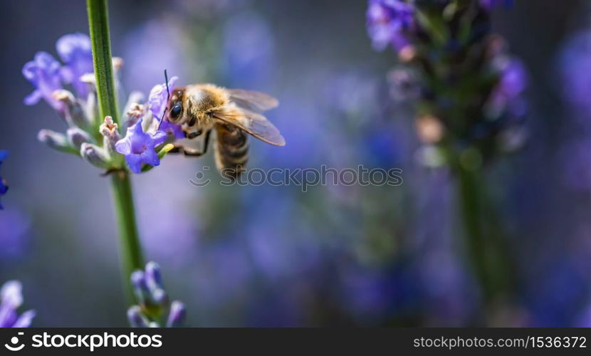 Close-up photo of a Honey Bee gathering nectar and spreading pollen on violet flovers of lavender. Environment ecology sustainability. Copy space, selective focus.. Close-up photo of a Honey Bee gathering nectar and spreading pollen on violet flovers of lavender.