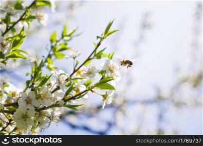 Close-up photo of a Honey Bee gathering nectar and spreading pollen on white flowers of white cherry tree. Important for environment ecology sustainability. Copy space. Close-up photo of a Honey Bee gathering nectar and spreading pollen on white flowers of white cherry tree