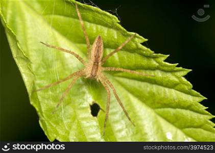 Close up photo of a jumping spider on a leaf