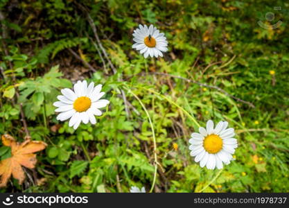 close-up photo of a oxeye daisy in a field. close-up photo of a daisy in a field