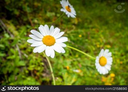 close-up photo of a oxeye daisy in a field. close-up photo of a daisy in a field