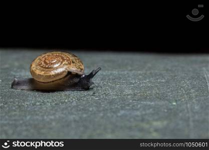 Close-up photo of a snail walking on a leaf