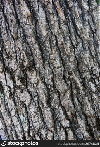 Close up photo of a tree bark texture