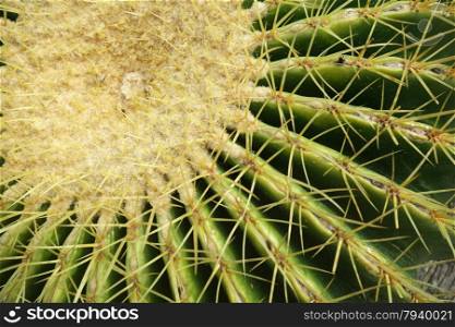 Close up photo of cactus in Gardens by the Bay in Singapore. Cactus