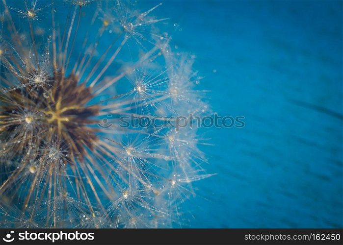 Close up photo of dandelion seeds with water drops.