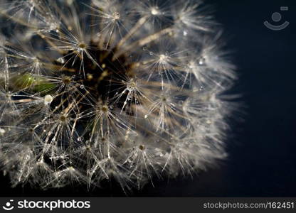 Close up photo of dandelion seeds with water drops.