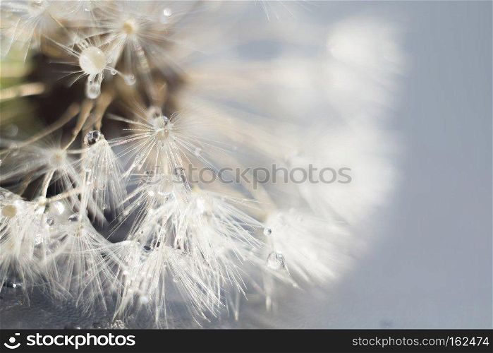Close up photo of dandelion seeds with water drops.