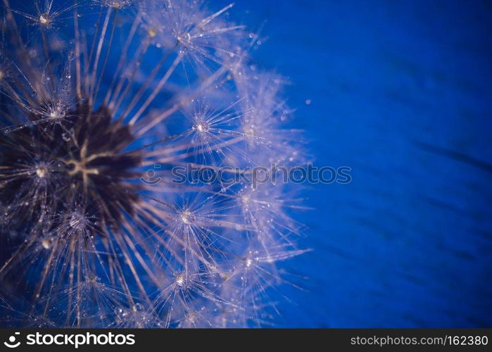 Close up photo of dandelion seeds with water drops, filtered background.