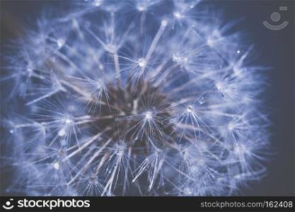 Close up photo of dandelion seeds with water drops, filtered background.