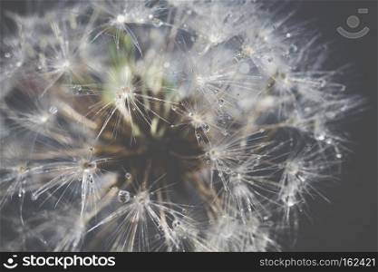 Close up photo of dandelion seeds with water drops, filtered background.