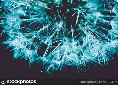 Close up photo of dandelion seeds with water drops, filtered background.