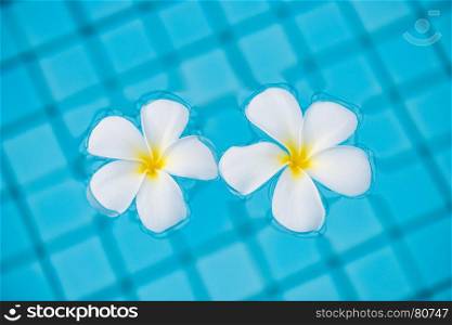 close-up photo of frangipani flowers in pool water