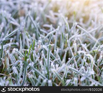 Close up photo of frosty on grass at the garden in morning, Selective focus of ice covering on meadow in a cold morning on winter