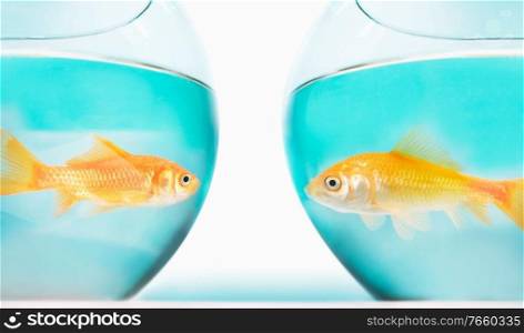 Close up photo of gold fish on bowl