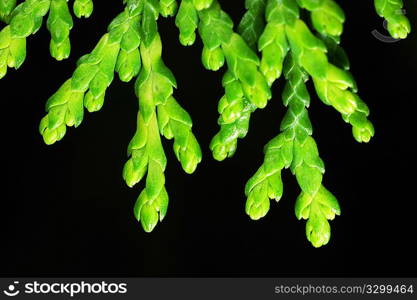 Close-up photo of green cypress leaves