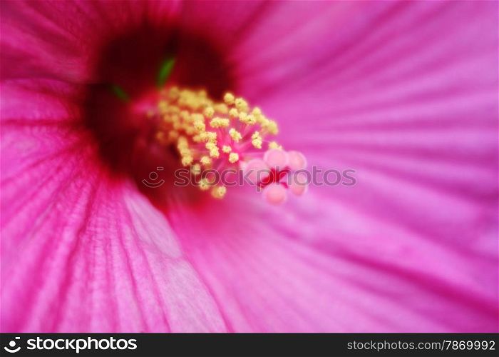 Close up photo of pink hibiscus flower pollen. Hibiscus flower pollen