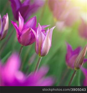 Close up photo of pink tulips with sun beam