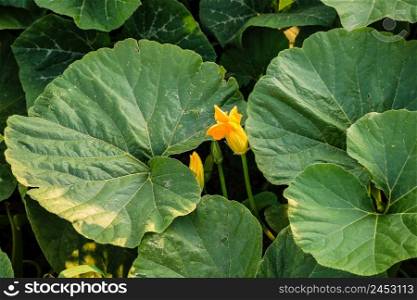 Close up photo of pumpkin`s leaves and flowers.
