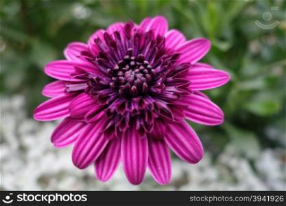 Close up photo of purple chrysanthemum in the garden
