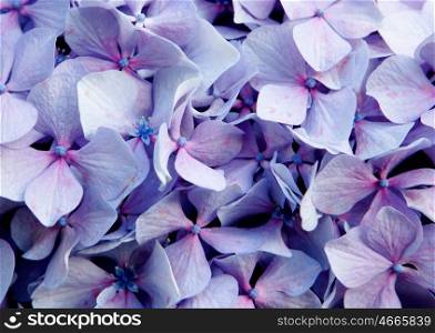 Close up photo of purple flower of a hydrangea