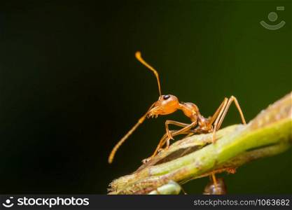 Close-up photo of red ant on leaf.