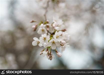 Close up photo of Sakura flower or Japanese Cherry Blossom on tree branches. spring flowers.