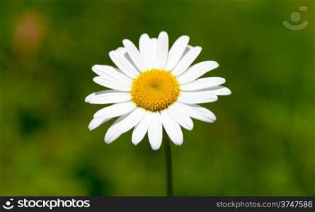 Close up photo of single camomile on blured green background