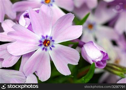 Close-up photo of small purple flowers