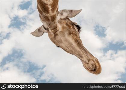 Close up photo of the neck and face of a giraffe.