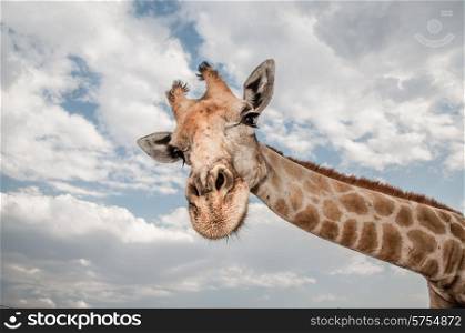 Close up photo of the neck and face of a giraffe, stretching his neck out towards the viewer, while staring very curiously at the camera.
